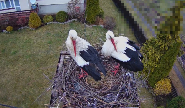 Poznajemy ptasich sąsiadów – relacja na żywo z gniazda bociana białego w Molendach.